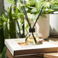 Luxury Reed Diffuser - Lavender & Petitgrain